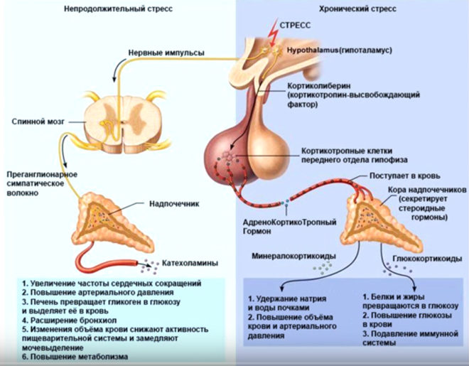 Гормон кортизол у чоловіків. Підвищений і знижений рівень