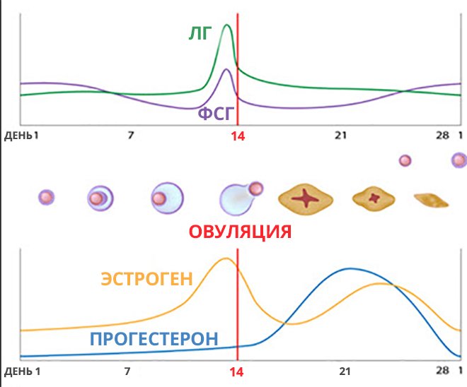 ЛГ гормон, що це таке?