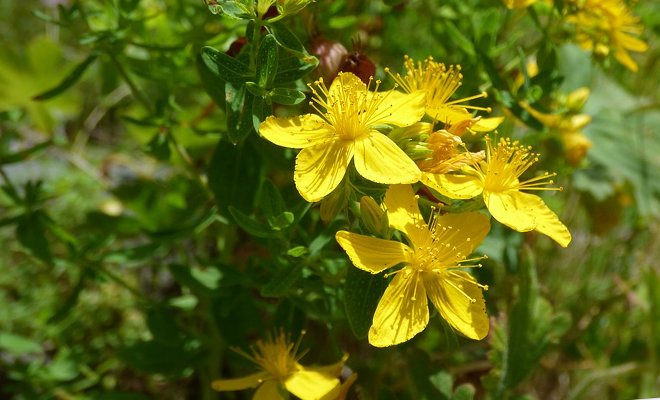 У яких продуктах містяться фітоестрогени, впливу на організм